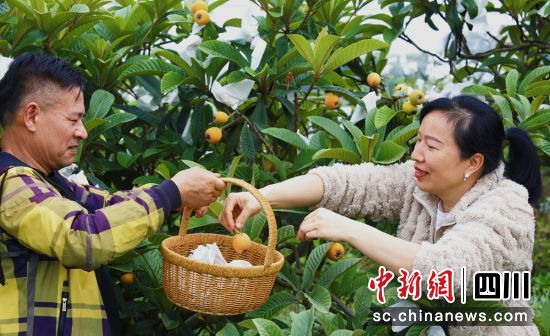 采摘枇杷。贡井融媒 供图 采摘枇杷。贡井融媒 供图