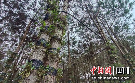 依附生长在树干上的“铁皮石斛”。富顺融媒 供图 依附生长在树干上的“铁皮石斛”。富顺融媒 供图