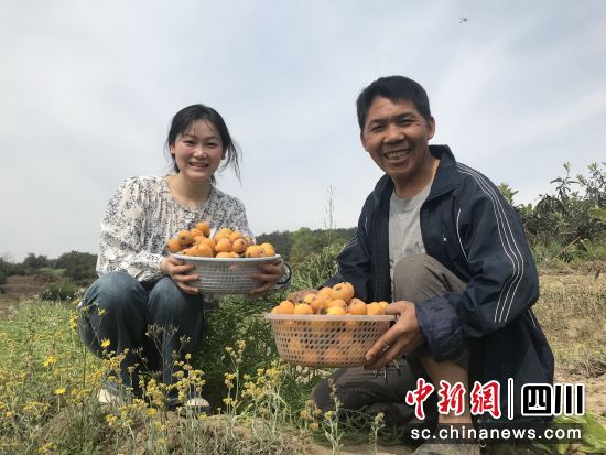 早熟枇杷抢鲜上市。泸县融媒体中心供图 早熟枇杷抢鲜上市。泸县融媒体中心供图