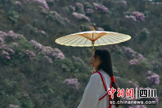 一名身着汉服的少女徜徉在杜鹃花海中。苗志勇 摄 一名身着汉服的少女徜徉在杜鹃花海中。苗志勇 摄