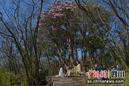 摄影师们在一棵古杜鹃花树下创作。苗志勇 摄 摄影师们在一棵古杜鹃花树下创作。苗志勇 摄