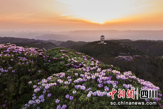 黄昏时分,旺苍盐井河峡谷森林公园高山杜鹃花美景如诗如画。李彬 摄 黄昏时分,旺苍盐井河峡谷森林公园高山杜鹃花美景如诗如画。李彬 摄