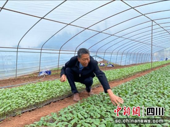 正在蔬菜大棚里查看生长情况。雁江区委宣传部 供图 正在蔬菜大棚里查看生长情况。雁江区委宣传部 供图