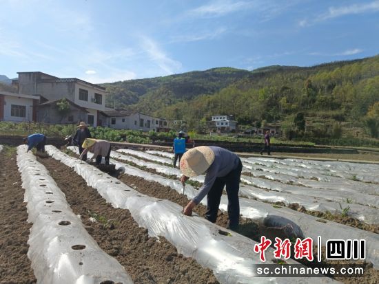 兴文县大坝烟点烟农朱宇航在沙坝村进行烤烟移栽。伍超祥 摄 兴文县大坝烟点烟农朱宇航在沙坝村进行烤烟移栽。伍超祥 摄