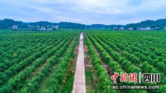 标准化柠檬基地。吴坤忠 摄 标准化柠檬基地。吴坤忠 摄