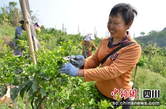 村民柑橘园修剪疏花忙。孙学强 摄 村民柑橘园修剪疏花忙。孙学强 摄