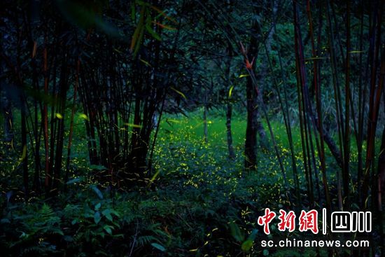 夜幕降临萤火虫开始出动,如同点点繁星在夜色中翩翩起舞。青神融媒供图 夜幕降临萤火虫开始出动,如同点点繁星在夜色中翩翩起舞。青神融媒供图