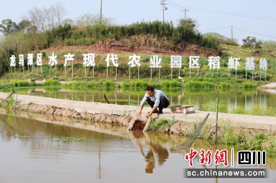 “稻虾共养”产业兴。唐千越 摄 “稻虾共养”产业兴。唐千越 摄