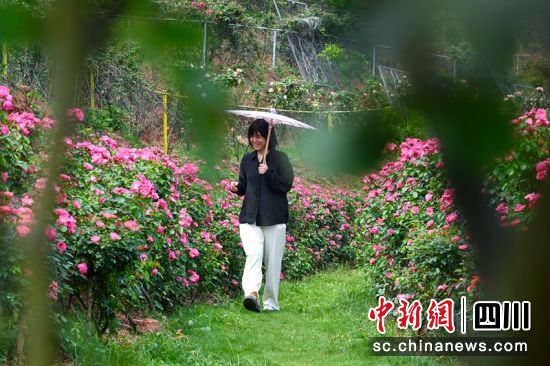江岸花村玫瑰园里游客边走边赏花。记者 刘忠俊 摄 江岸花村玫瑰园里游客边走边赏花。记者 刘忠俊 摄