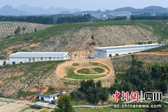 乐山市中区剑峰镇“猪一沼一茶”种养循环生态农业一角。记者 刘忠俊 摄 乐山市中区剑峰镇“猪一沼一茶”种养循环生态农业一角。记者 刘忠俊 摄