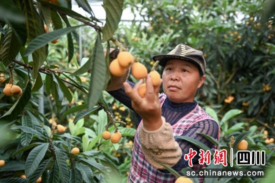 水口镇黄金村村民正在果园里采摘枇杷。记者 刘忠俊 摄 水口镇黄金村村民正在果园里采摘枇杷。记者 刘忠俊 摄