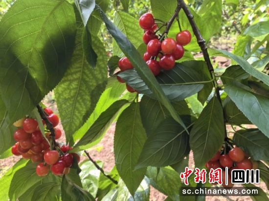 成片的樱桃已红熟。高蕊杨 摄 成片的樱桃已红熟。高蕊杨 摄
