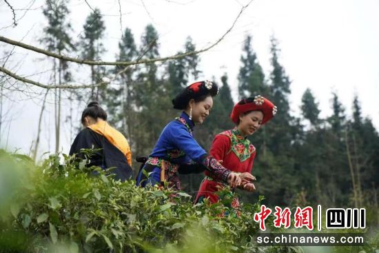 采摘新茶。汶川县委宣传部供图 采摘新茶。汶川县委宣传部供图