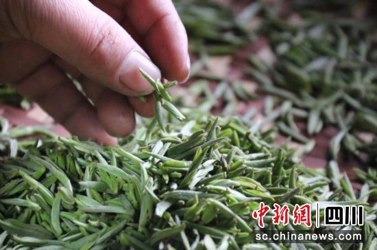 刚采摘的新茶。汶川县委宣传部供图 刚采摘的新茶。汶川县委宣传部供图