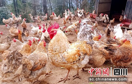 回龙场村山地梅花鸡养殖场一角。中共通江县委宣传部 供 回龙场村山地梅花鸡养殖场一角。中共通江县委宣传部 供