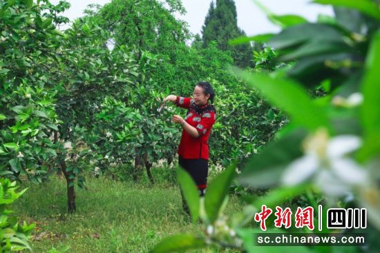 饶春梅在农场为果树修枝。潘政吉 摄 饶春梅在农场为果树修枝。潘政吉 摄