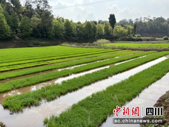 示范点内秧苗长势良好。蒋雪梅 摄 示范点内秧苗长势良好。蒋雪梅 摄