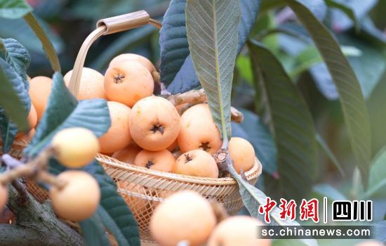 枇杷成熟。周万龙 摄 枇杷成熟。周万龙 摄