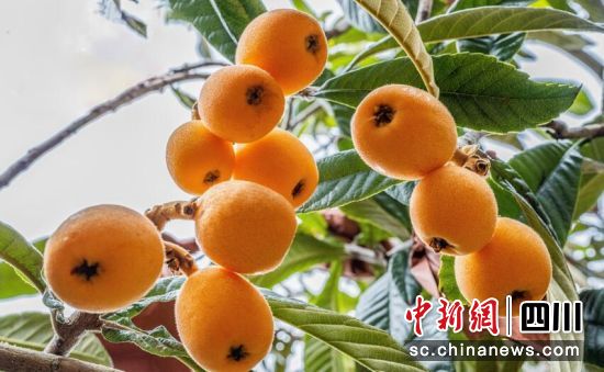 枇杷成熟。周万龙 摄 枇杷成熟。周万龙 摄