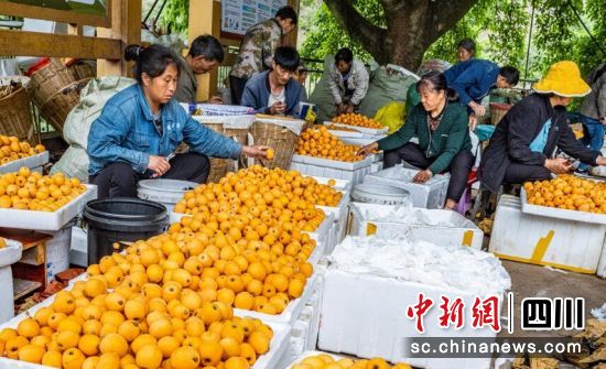 枇杷开秤上市。周万龙 摄 枇杷开秤上市。周万龙 摄