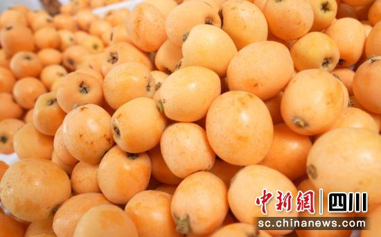 枇杷开秤上市。周万龙 摄 枇杷开秤上市。周万龙 摄