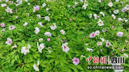 芍药花迎来盛花期。 北川县委宣传部供图 芍药花迎来盛花期。 北川县委宣传部供图
