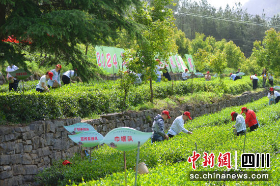 旺苍县组织业余采茶比赛现场。苗志勇 摄 旺苍县组织业余采茶比赛现场。苗志勇 摄