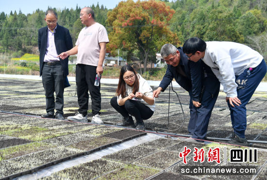 农技专家在田间给农户提供育秧技术指导。汪泽民 摄 农技专家在田间给农户提供育秧技术指导。汪泽民 摄