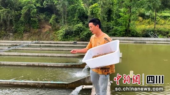 技术员王飞在喂鱼。中共平昌县委宣传部 供 技术员王飞在喂鱼。中共平昌县委宣传部 供