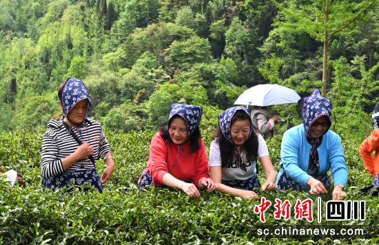 采茶活动现场。记者安源 摄 采茶活动现场。记者安源 摄