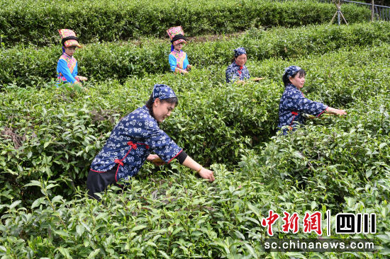 采茶活动现场。记者安源 摄 采茶活动现场。记者安源 摄
