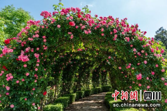 成都市植物园独家打造的月季康养园。(成都市植物园 供图) 成都市植物园独家打造的月季康养园。(成都市植物园 供图)