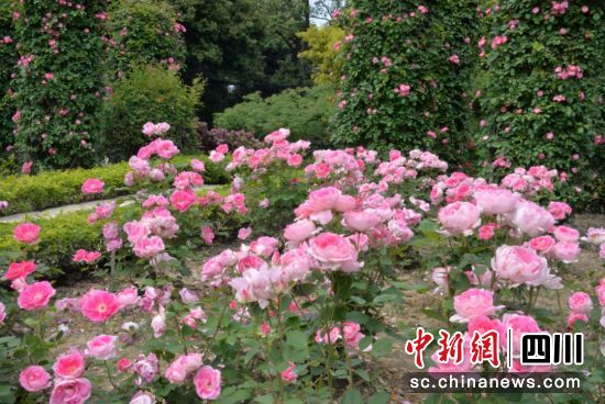 成都市植物园独家打造的月季康养园。(成都市植物园 供图) 成都市植物园独家打造的月季康养园。(成都市植物园 供图)
