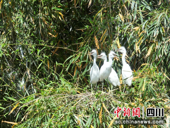 白鹭在枝头栖息。曾春霞 摄 白鹭在枝头栖息。曾春霞 摄