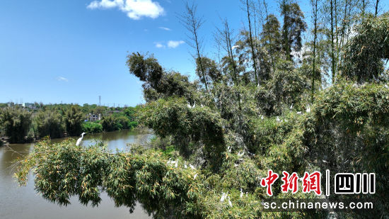 白鹭在湖边自由嬉戏觅食。曾春霞 摄 白鹭在湖边自由嬉戏觅食。曾春霞 摄