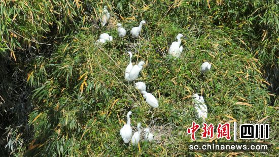 白鹭在枝头栖息。唐千越 摄 白鹭在枝头栖息。唐千越 摄