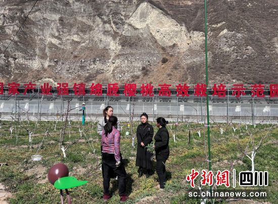 甜樱桃高效栽培示范园。汶川县委宣传部供图 甜樱桃高效栽培示范园。汶川县委宣传部供图