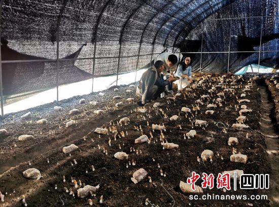 羊肚菌如雨后春笋般破土而出。汶川县委宣传部供图 羊肚菌如雨后春笋般破土而出。汶川县委宣传部供图