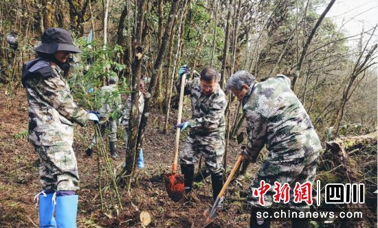 探访队员为大熊猫栖息地补植树木。(中华环境保护基金会 供图) 探访队员为大熊猫栖息地补植树木。(中华环境保护基金会 供图)