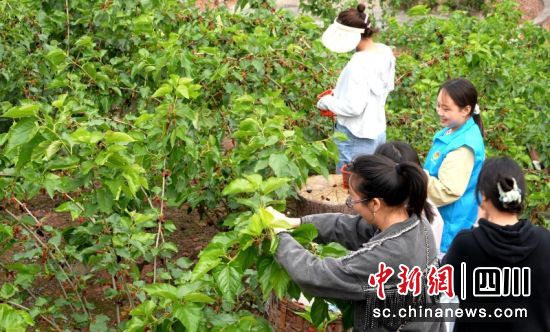 游客采摘果桑。罗景萍 摄 游客采摘果桑。罗景萍 摄