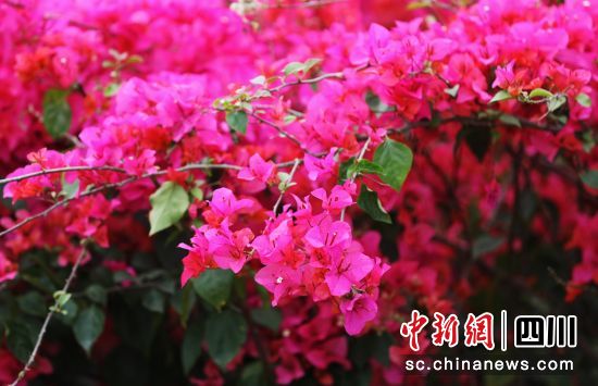三角梅盛开。贡井融媒 供图 三角梅盛开。贡井融媒 供图