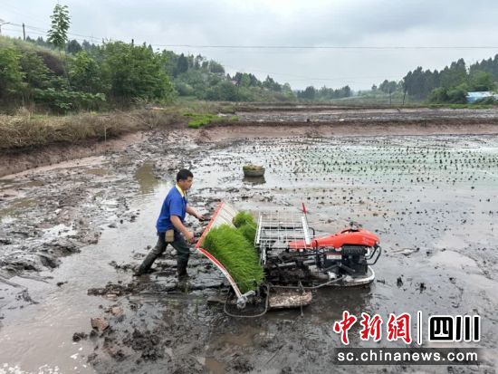 正在田间忙碌。周媛 摄 正在田间忙碌。周媛 摄