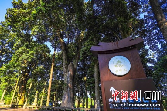 云峰山景区内的“中国最美桢楠林”。雅安市委宣传部 供图 云峰山景区内的“中国最美桢楠林”。雅安市委宣传部 供图