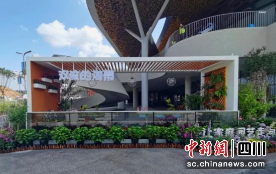 家庭阳台花园:“双流的海蒂”。黄林摄 家庭阳台花园:“双流的海蒂”。黄林摄