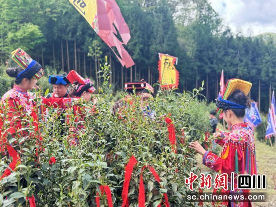 采茶。 北川县委宣传部供图 采茶。 北川县委宣传部供图