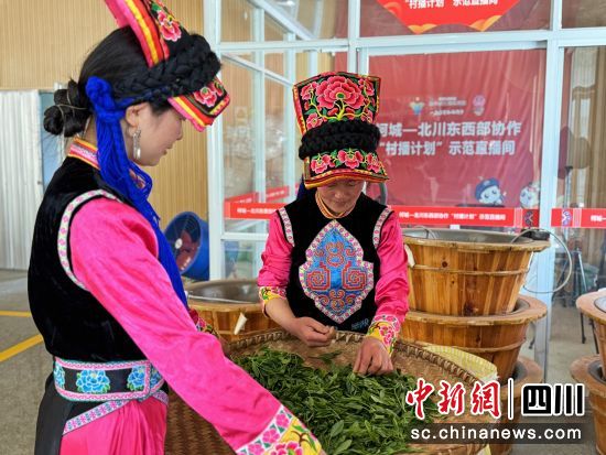 制茶。 北川县委宣传部供图 制茶。 北川县委宣传部供图