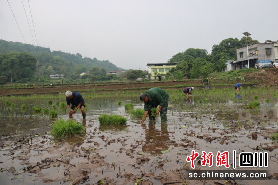 村民插秧忙。谢平刚 摄 村民插秧忙。谢平刚 摄