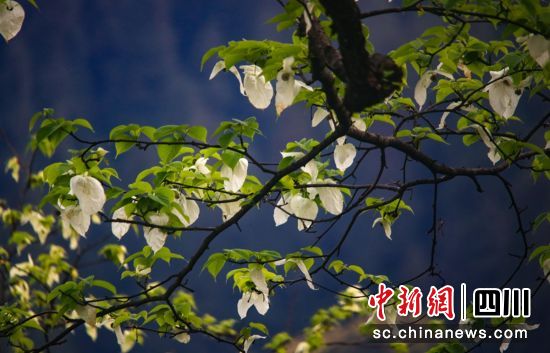 野生珙桐。王磊摄 野生珙桐。王磊摄