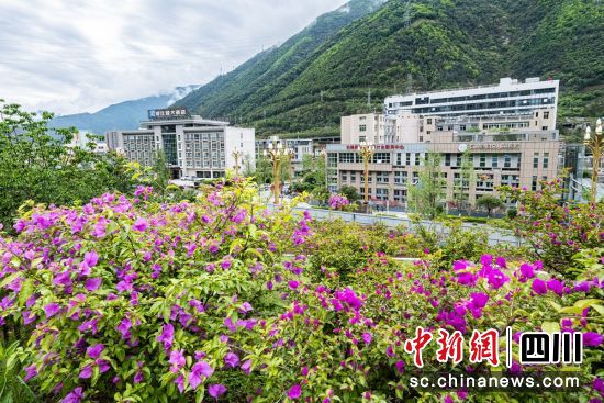 花开棉城。周万龙 摄 花开棉城。周万龙 摄