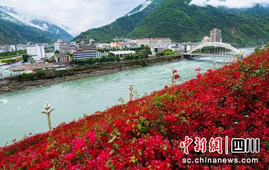 花开棉城。周万龙 摄 花开棉城。周万龙 摄